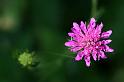 Fiori e Natura - 023